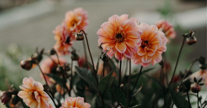 Membership Packages - Product and Treatments