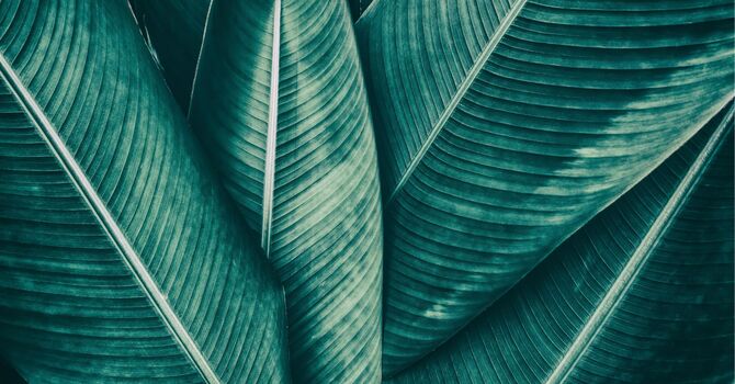 Longevity Health-Peptides